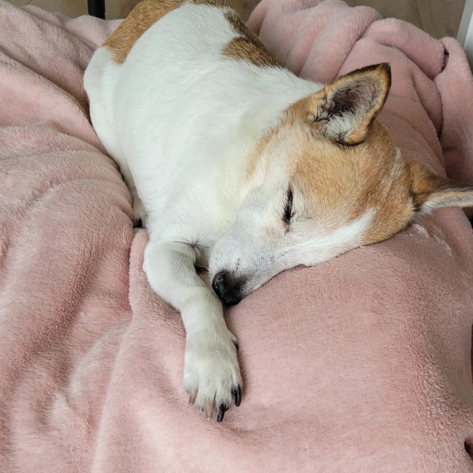 Maya