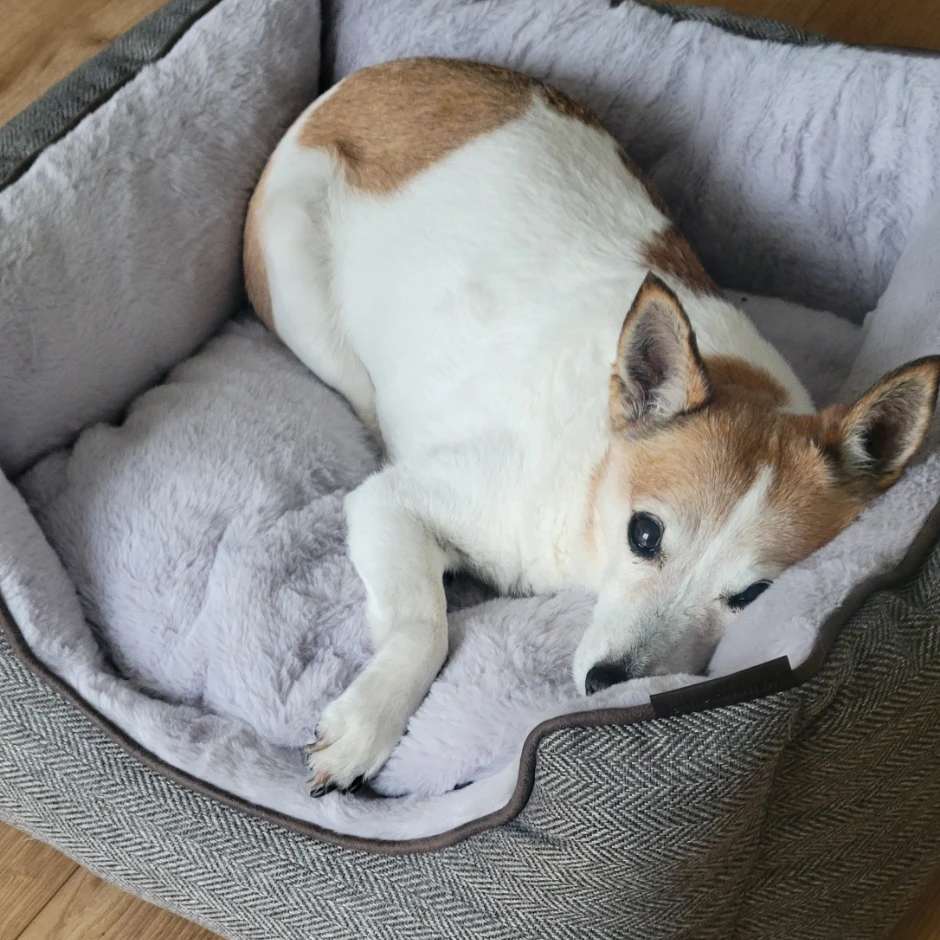 Maya