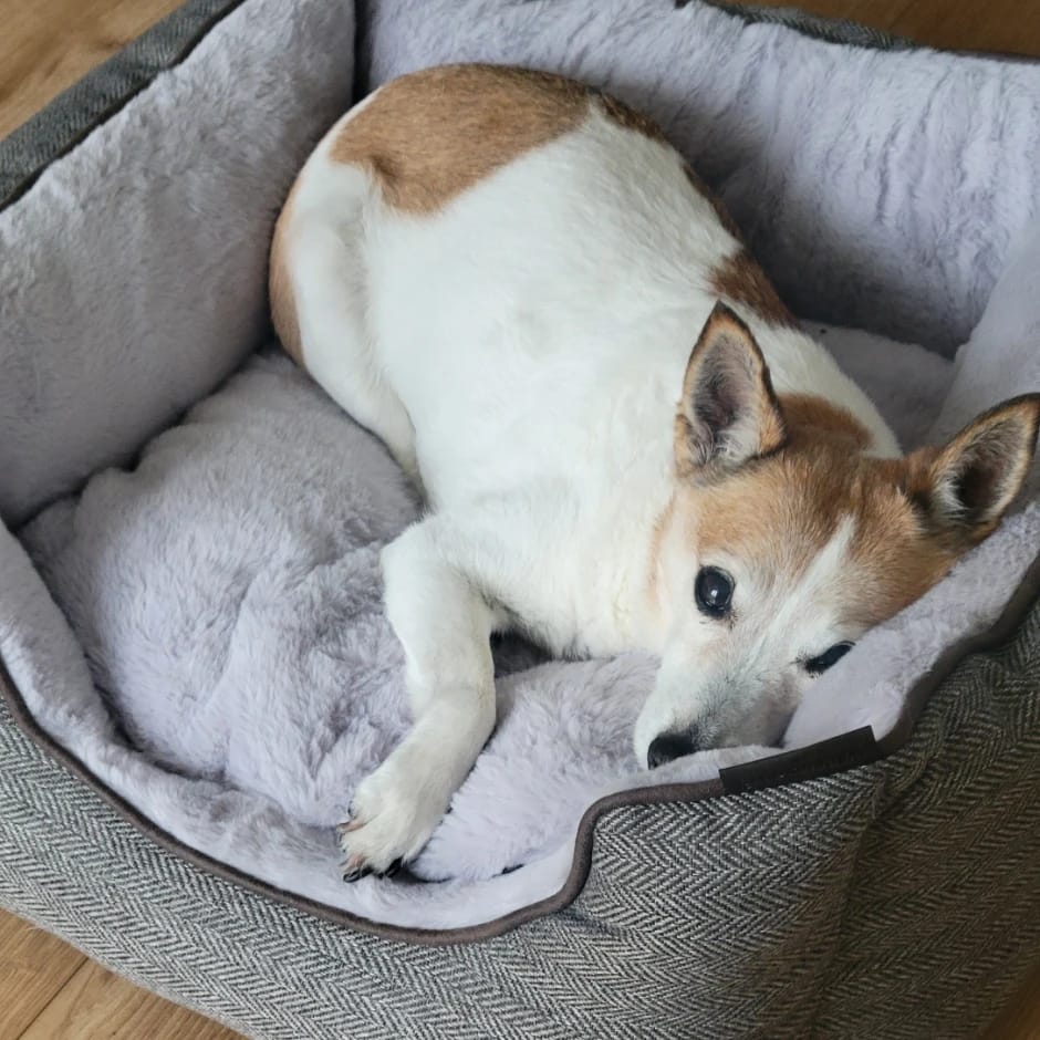 Maya