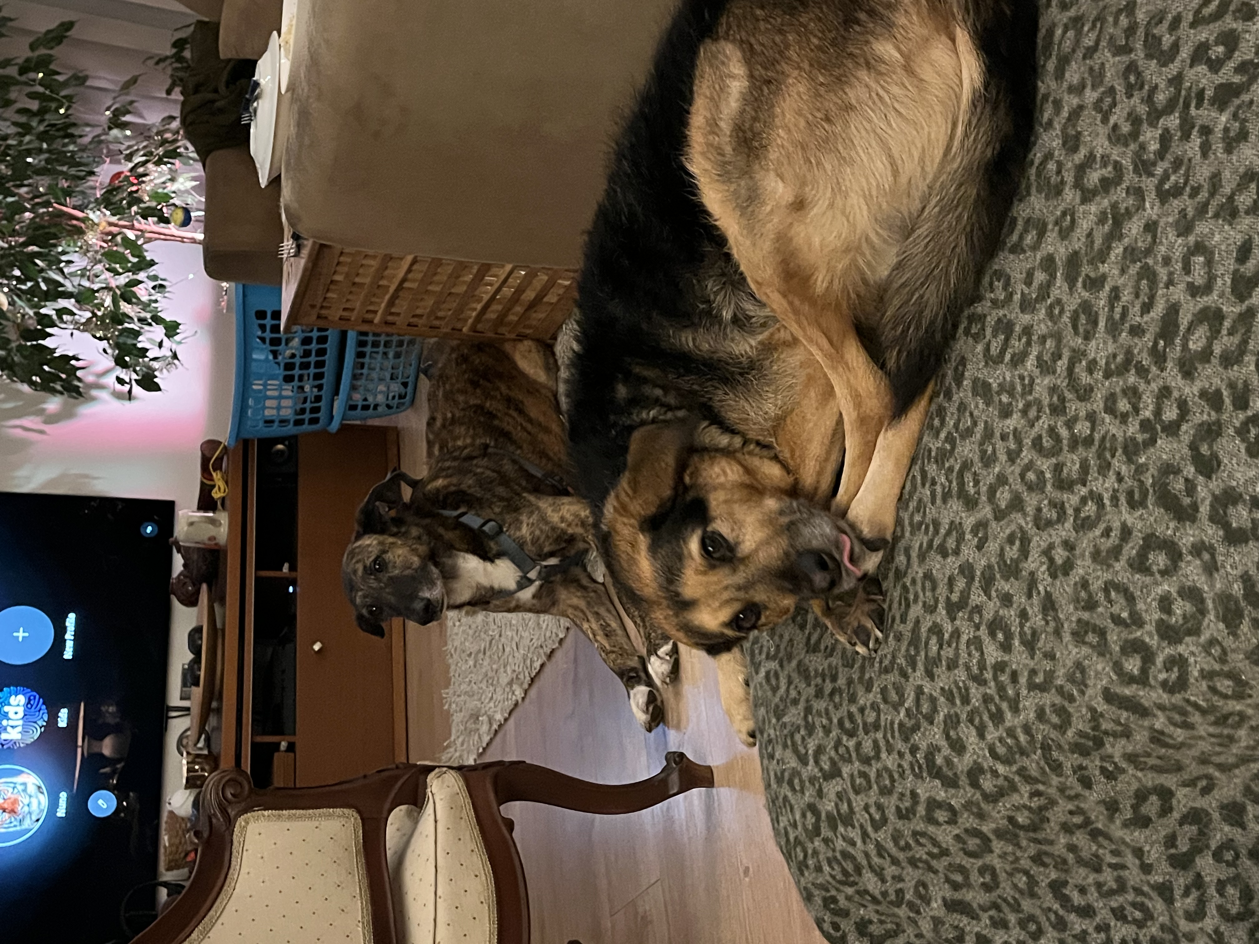 image-7