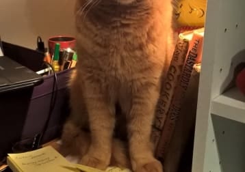 Jaffa