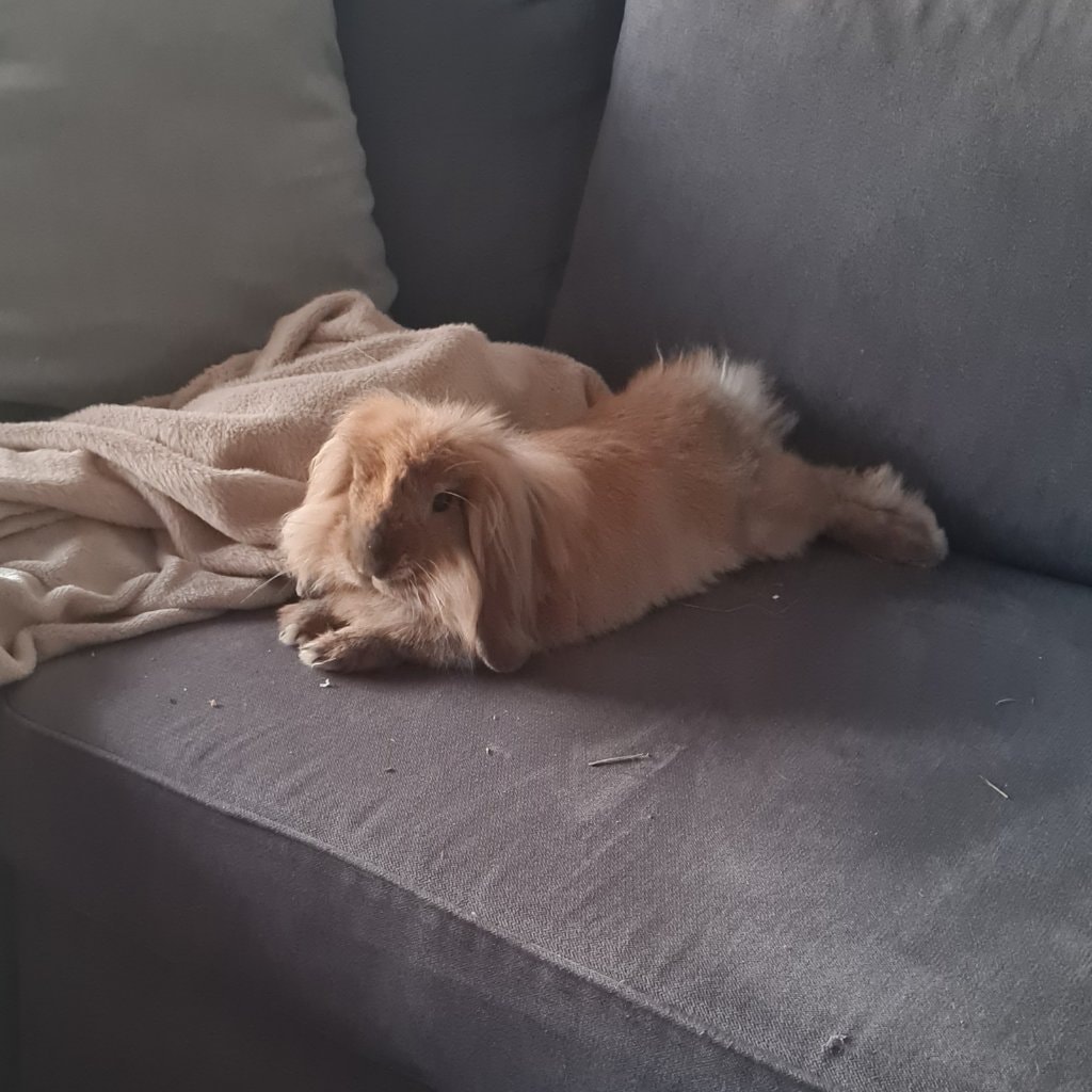 Basil