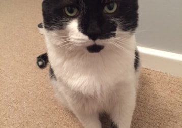 Bilbo