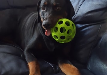Monty 