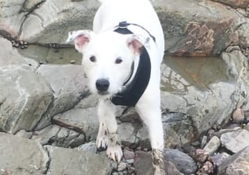 Sam