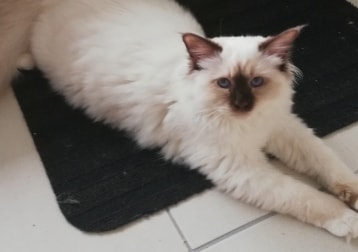 Floortje