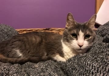 Dahlia (sanctuary Senior Cat)