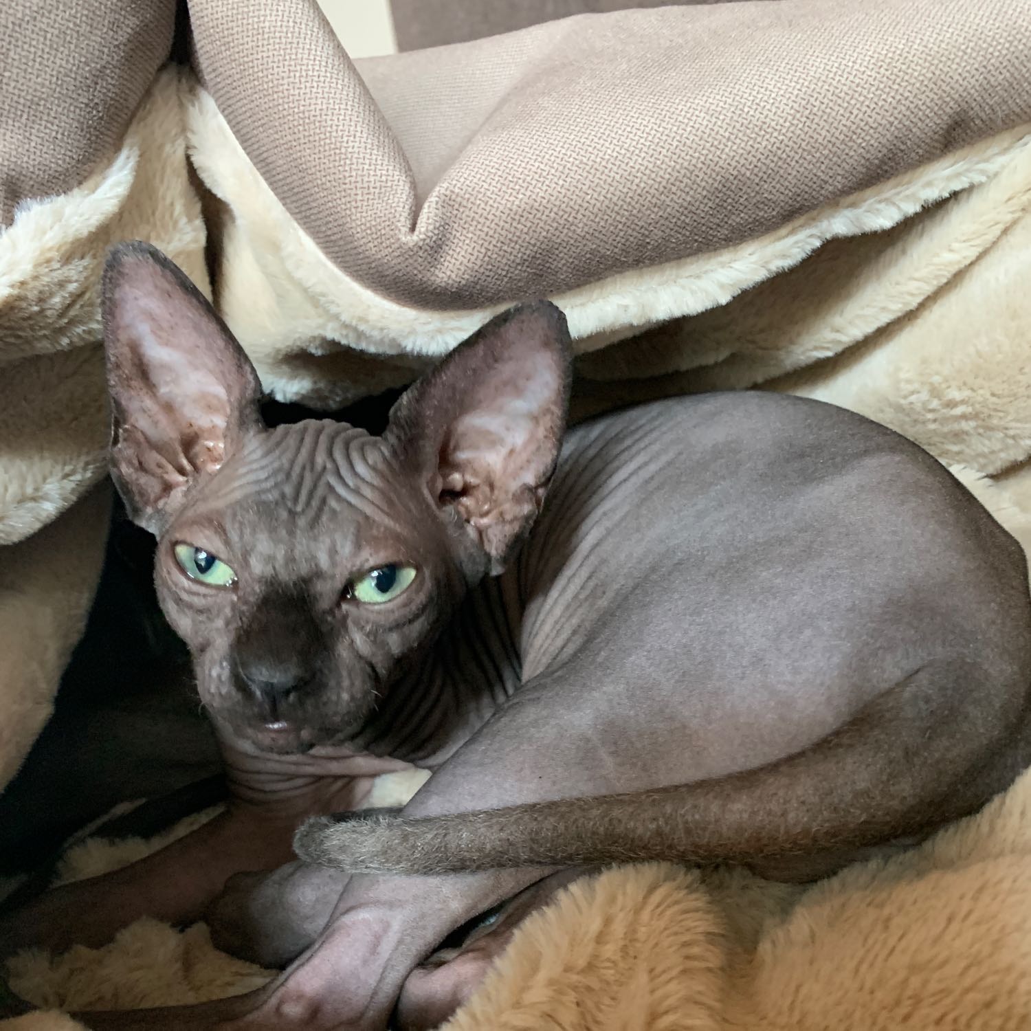 Miss Pebbles
