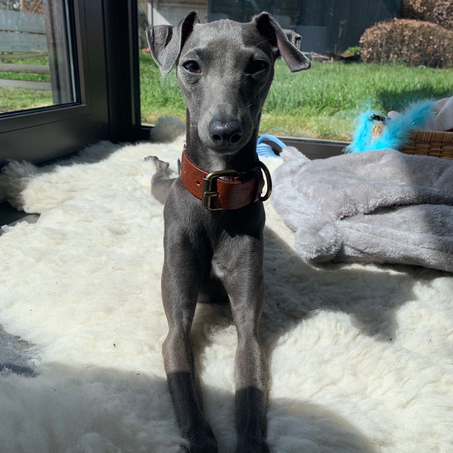 Suki