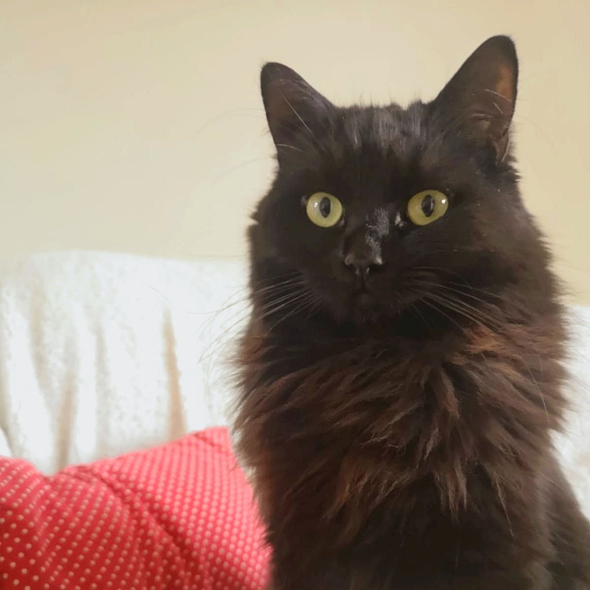 Willow