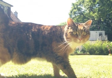 Mysti
