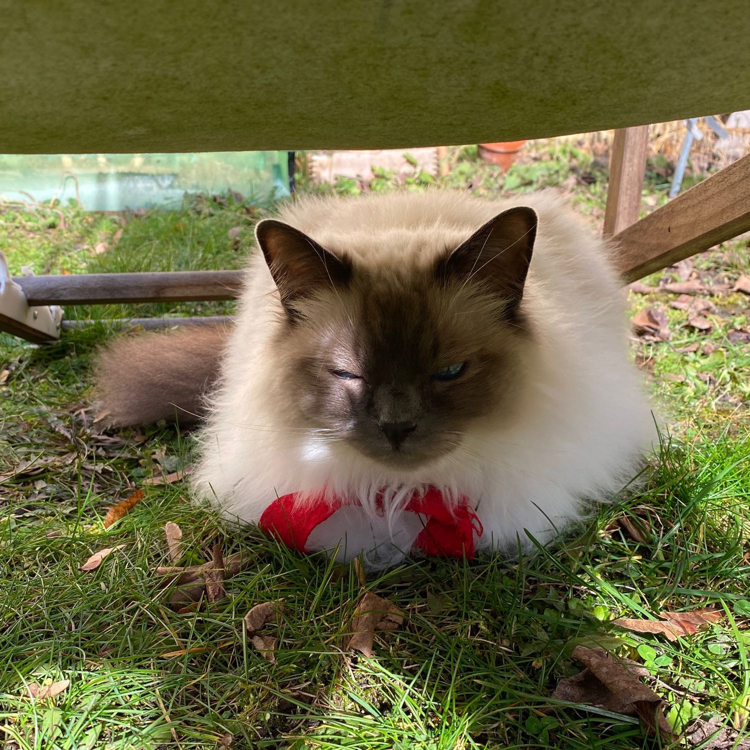 Lupita