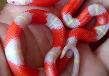 Noodle