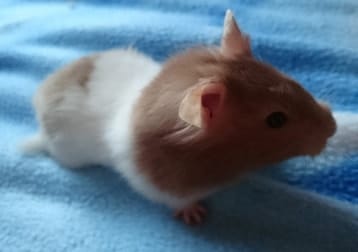 Georgina