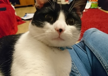 Steve