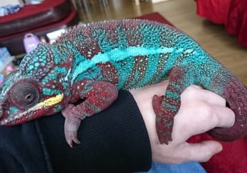 Neil