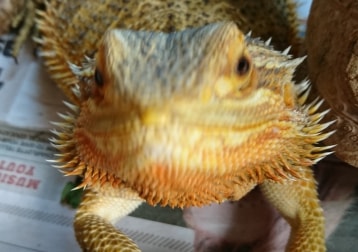 Queenie