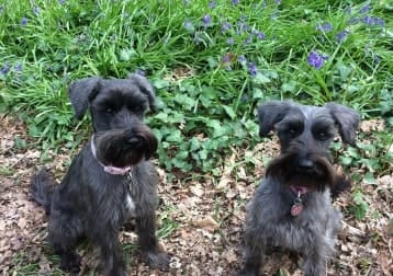 Lottie And Willow