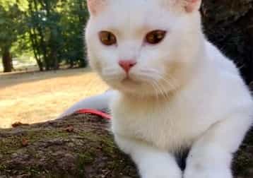 Monty Aka Montgomery