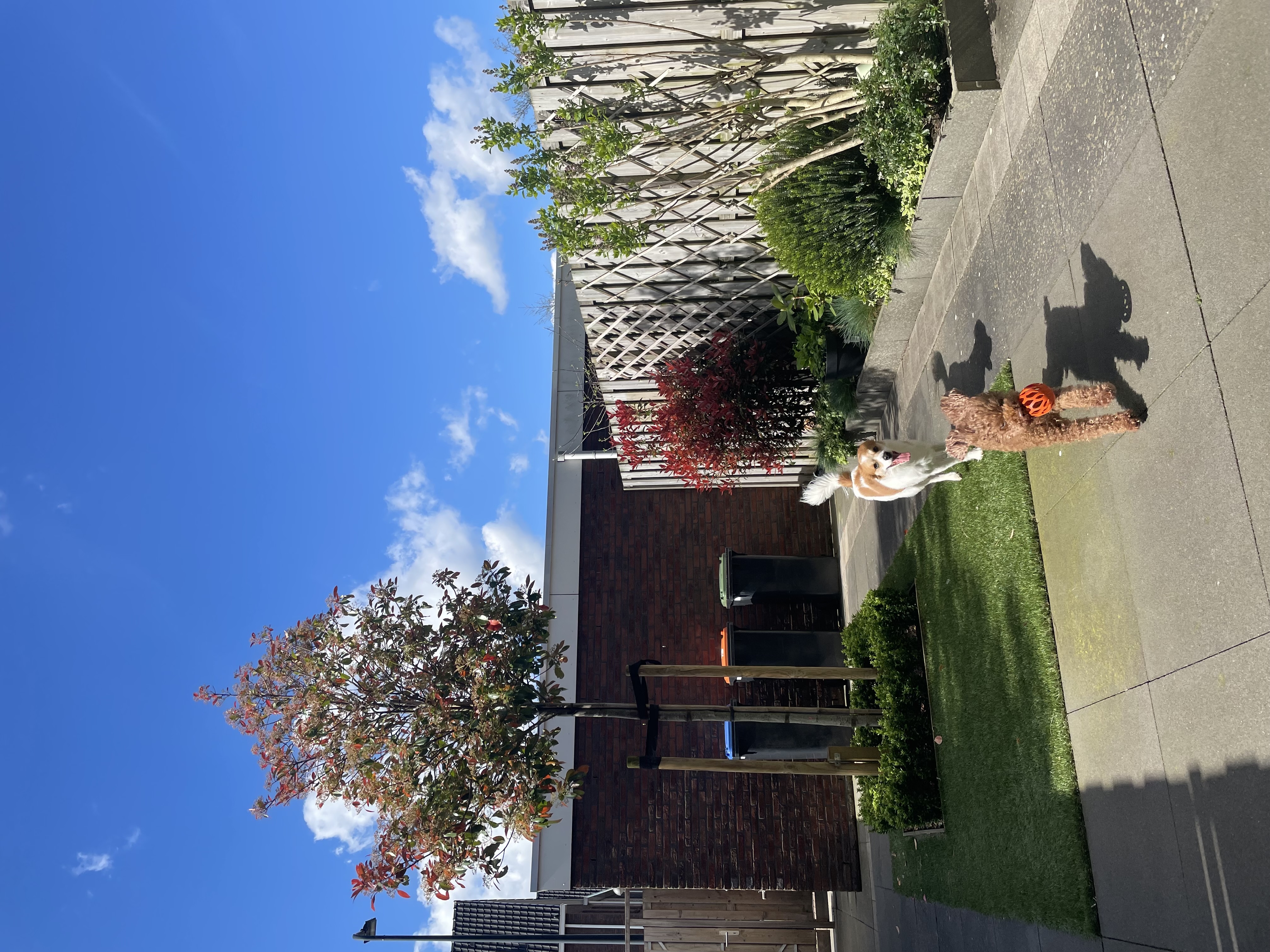 image-17