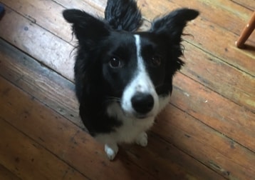 Penny