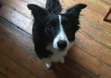 Penny