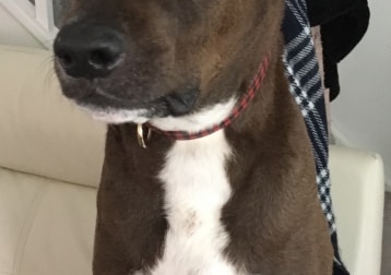 Ziggy