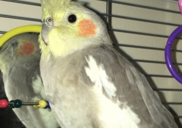 Sylvie