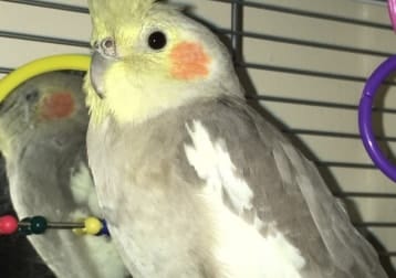 Sylvie
