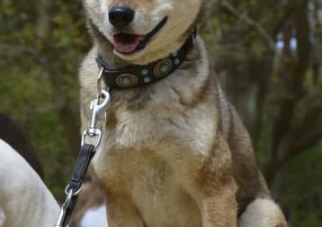 Shira