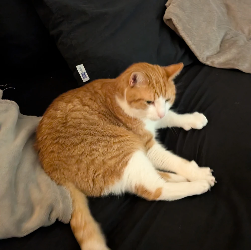 Felix