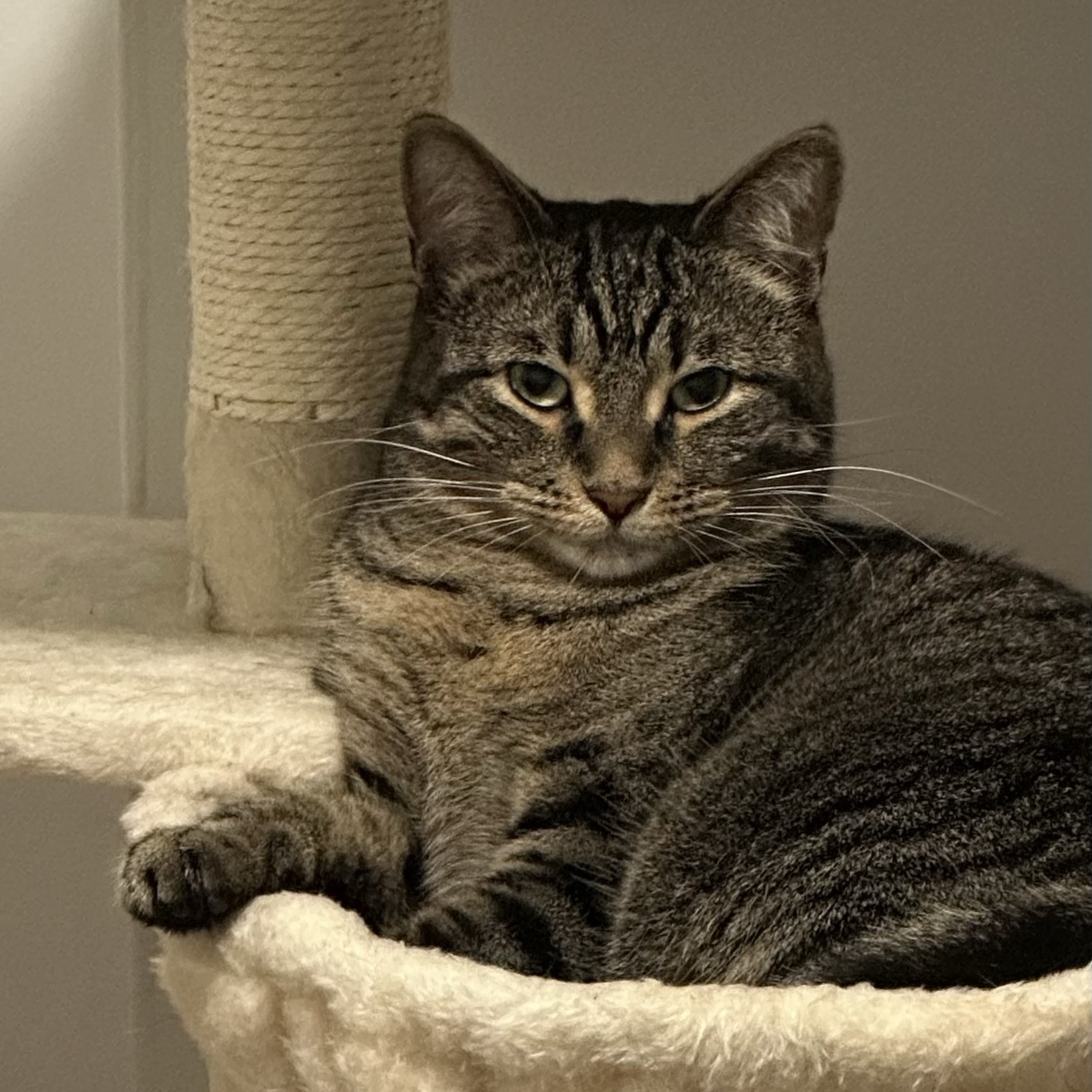 Mochi