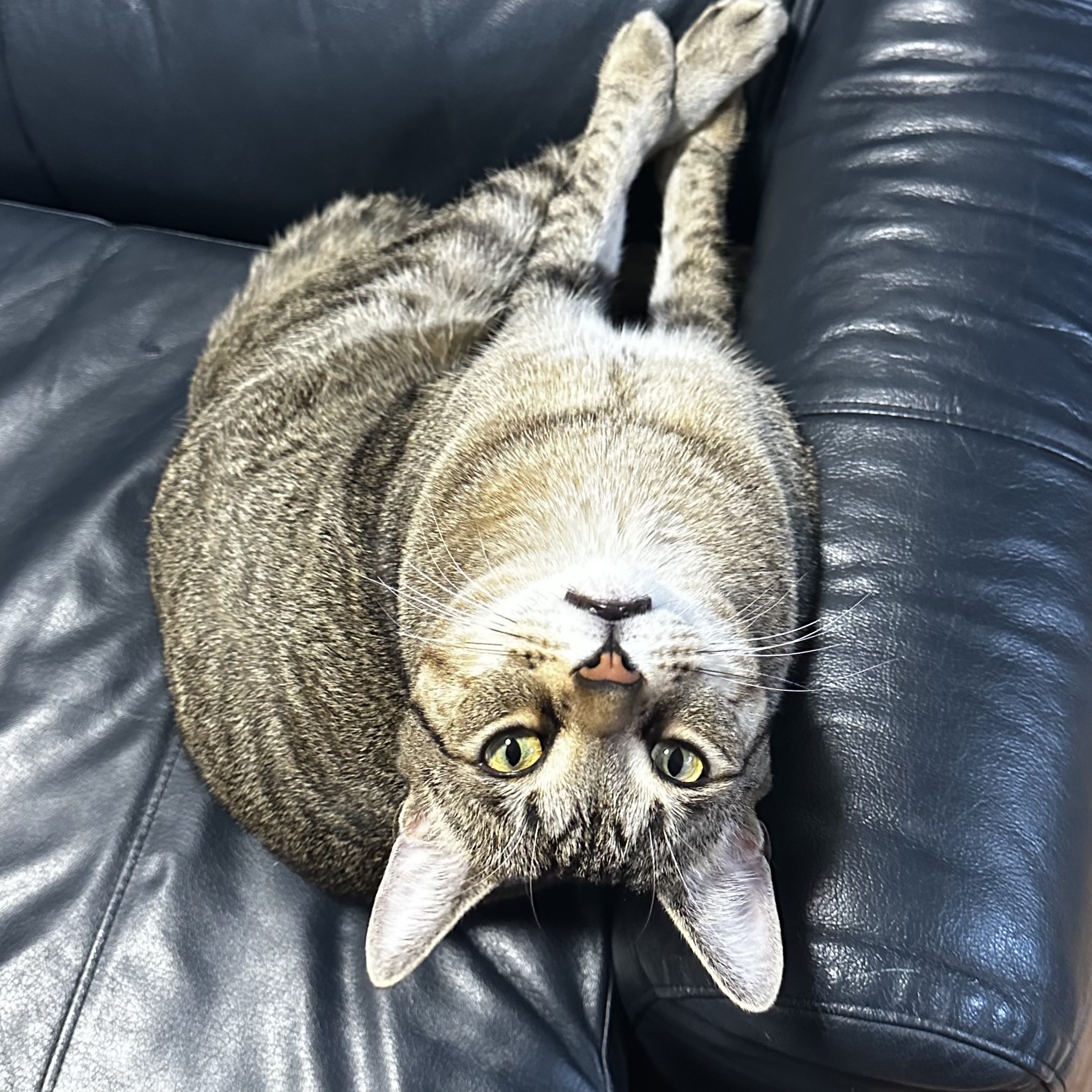 Milo