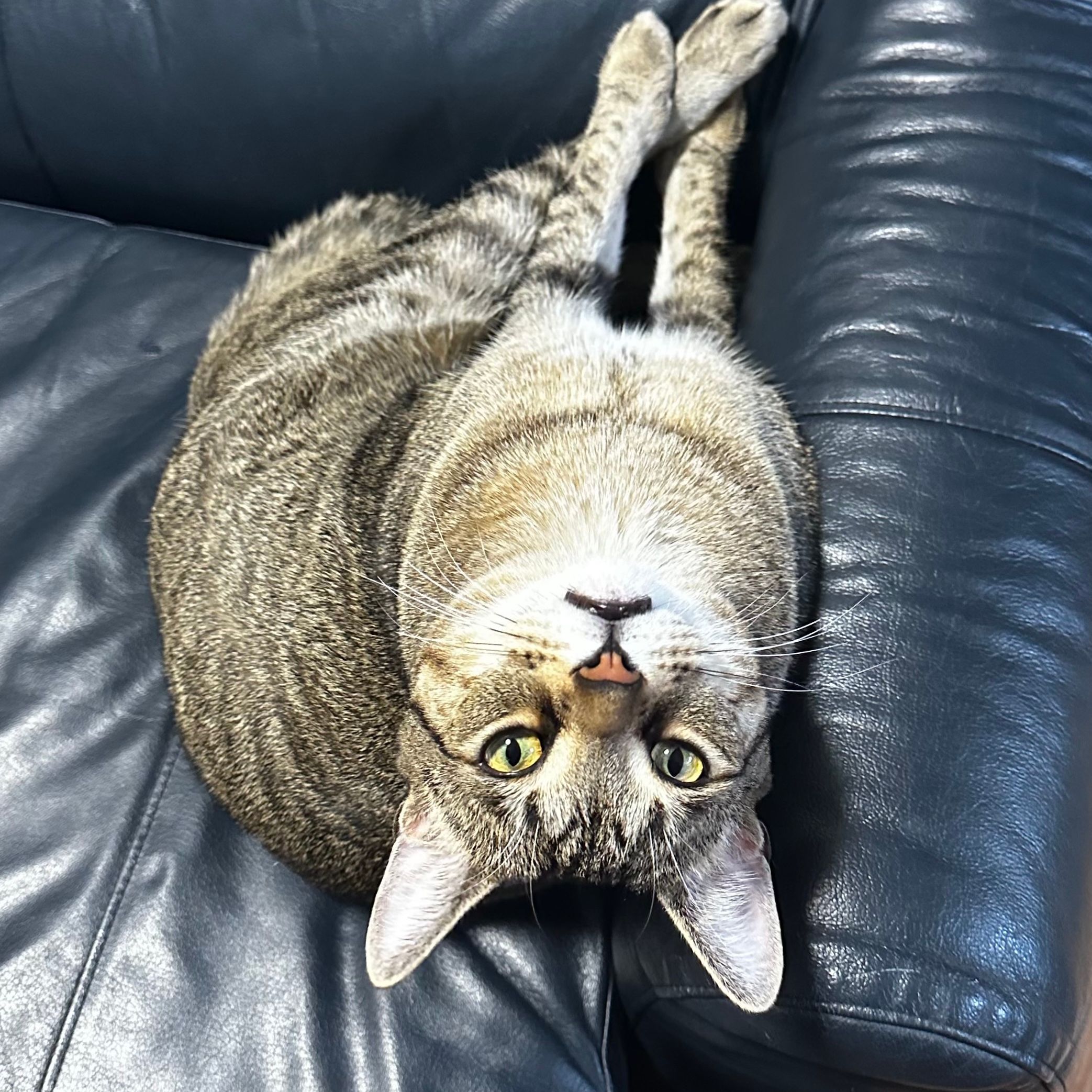 Milo
