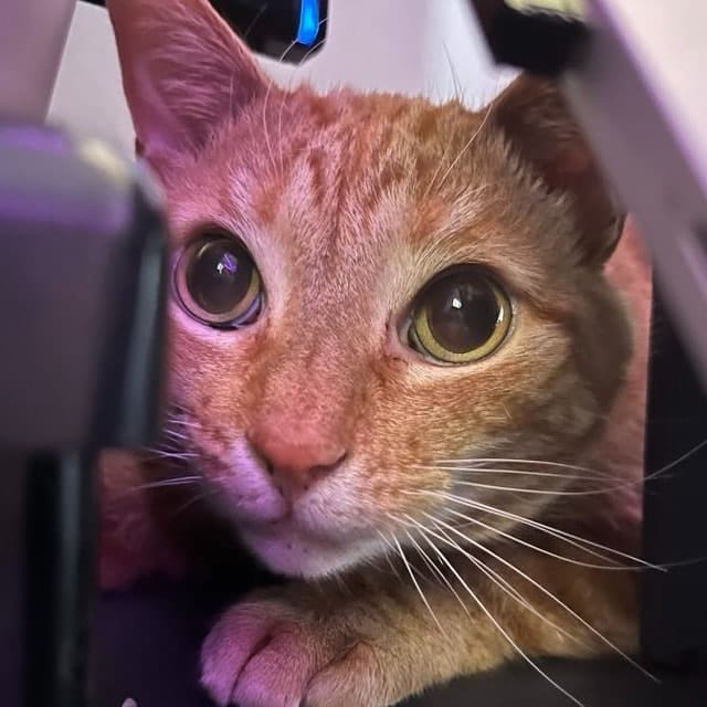 Chewie