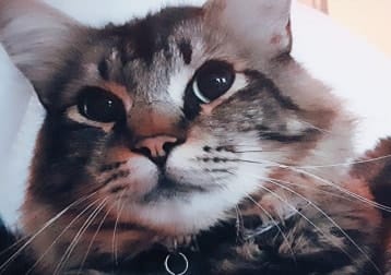 Merlin My Angel Boy Rescued From Spain