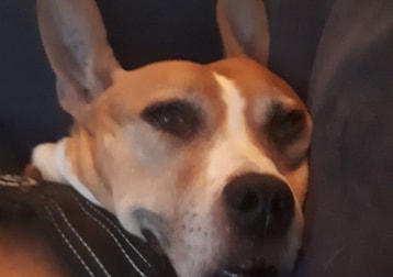 Old Boy Merlot (deceased)