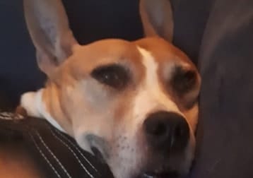 Old Boy Merlot (deceased)