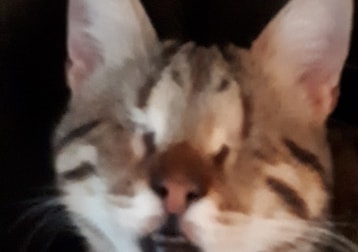 Maxy My Blind Baby Rescued From Cyprus