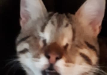 Maxy My Blind Baby Rescued From Cyprus