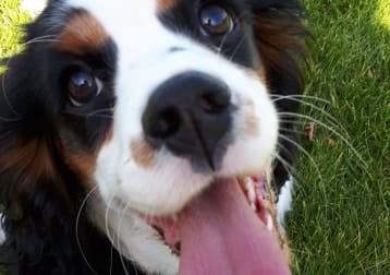 Prudence My Puppy Love