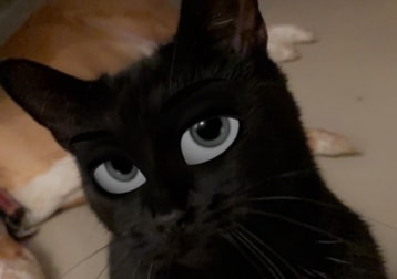 Hogan 