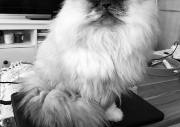 Morris 