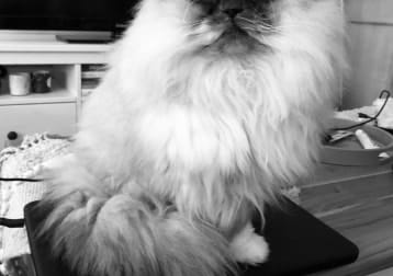 Morris