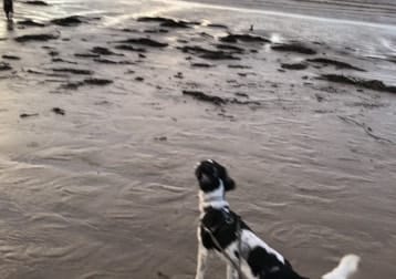 Sprinta