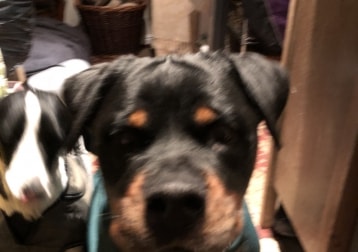 Tara