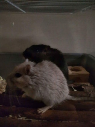 image-2