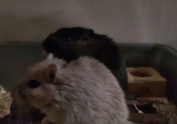 Chase and shelby