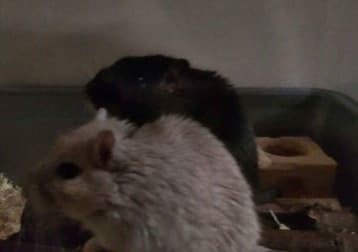 Chase and shelby