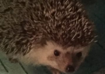 Willow